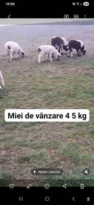 Vând 30 de oi cu miei lângă ele