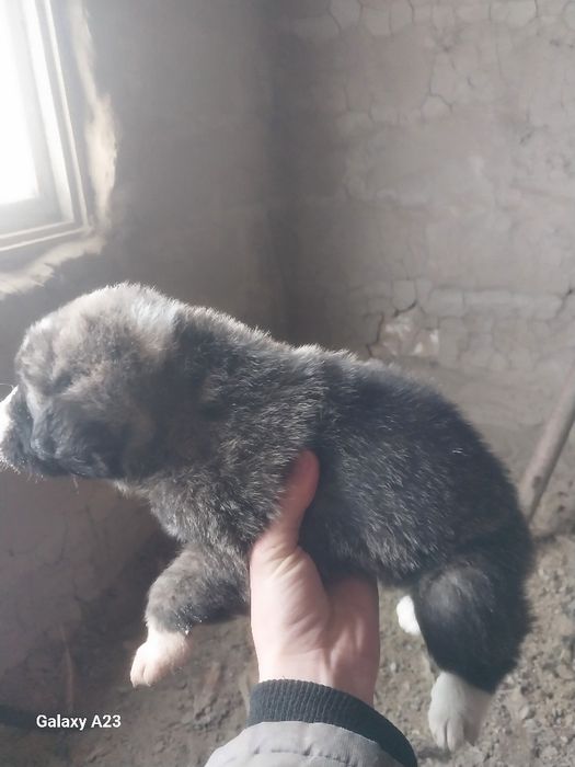 Төбет ит сатылады 2 еркек