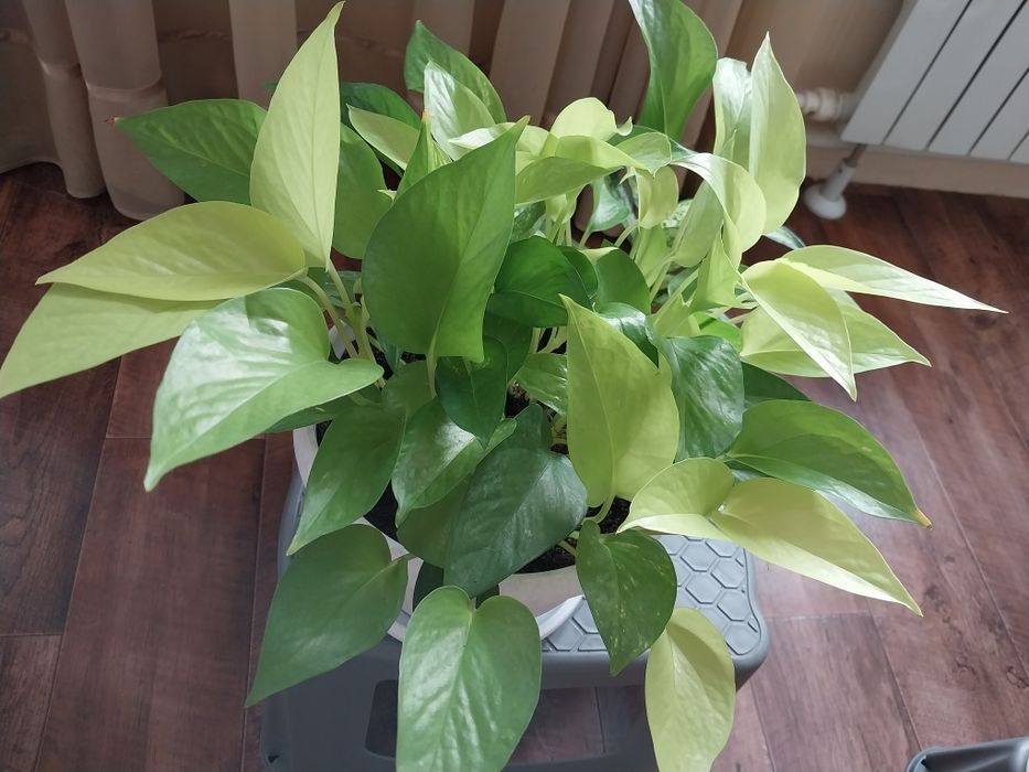 Сциндапсус неон в новом горшке