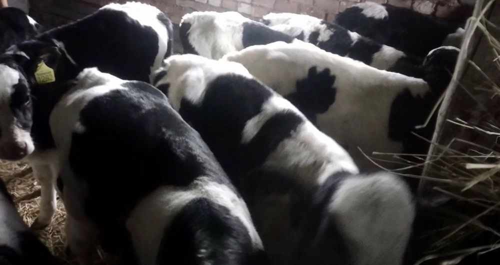 Продам телят 10 штук