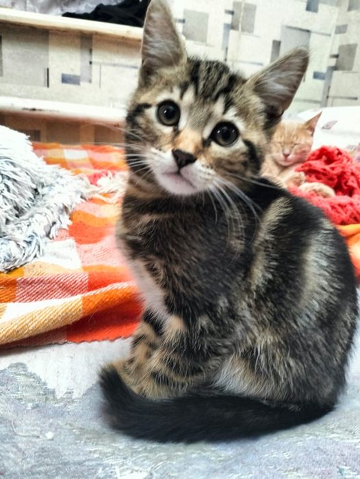 Продам котят Шотландских