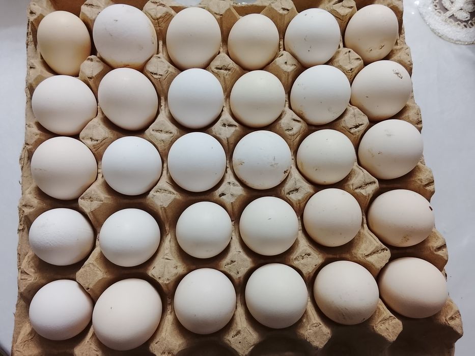 Инкубационный яицо Адлер