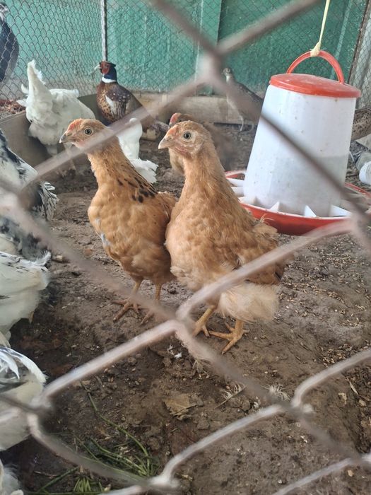 Кучен, адлер балапандар.