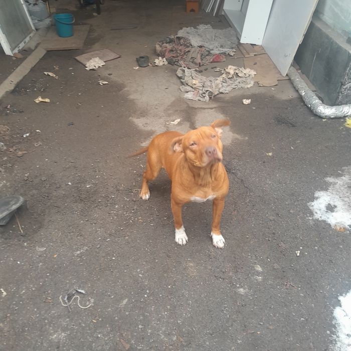 Продам пидбулья девочку,1 года без агресии.