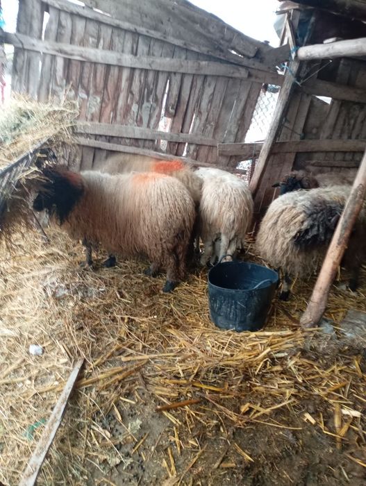 Vând oi sterpe de tăiat