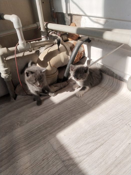 Отдам котят . Каскелен