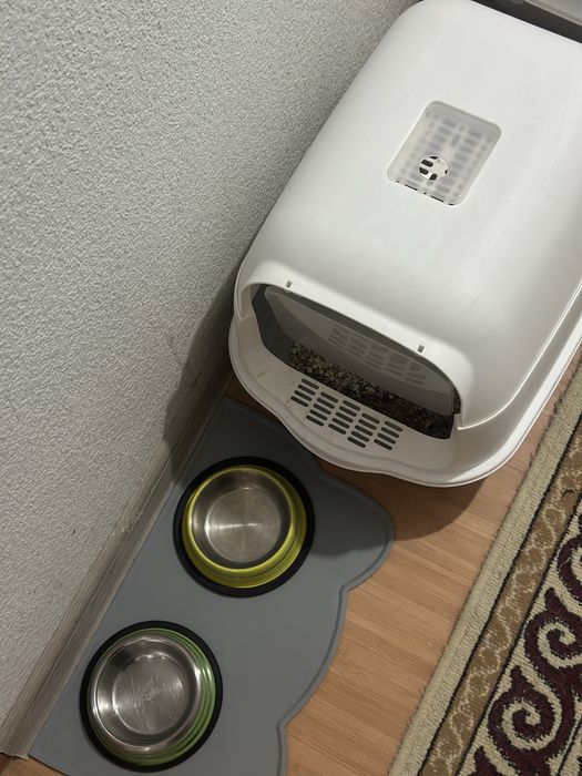 Шотландская прямоухая