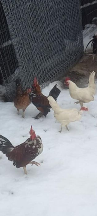 Găini americane de vânzare