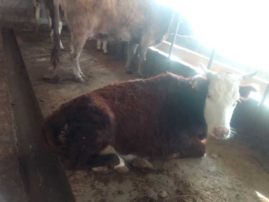 Бордақыланған сиырлар