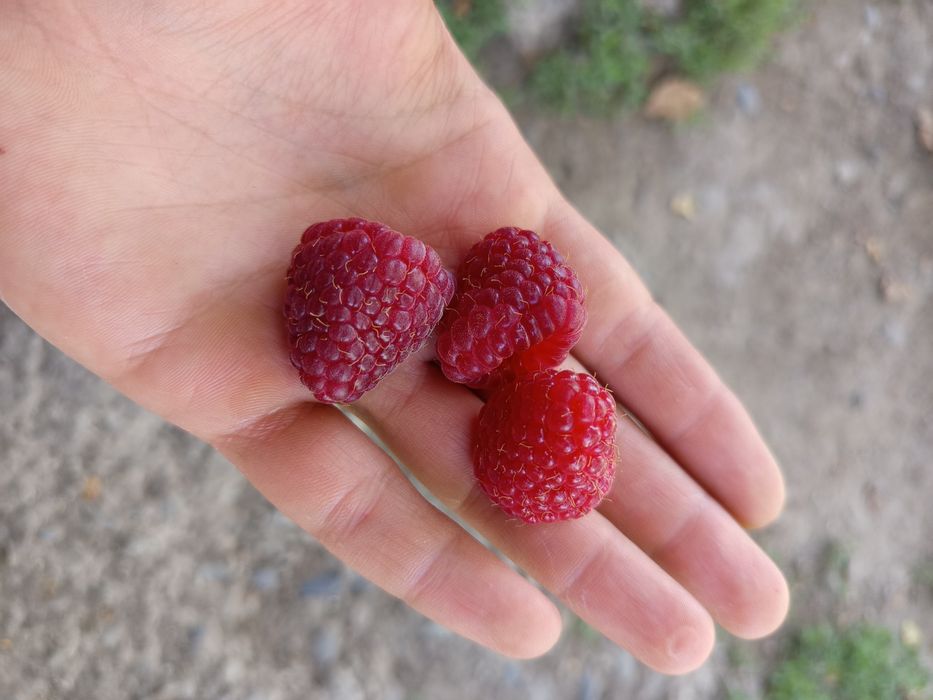 Продам свеже собранную малину