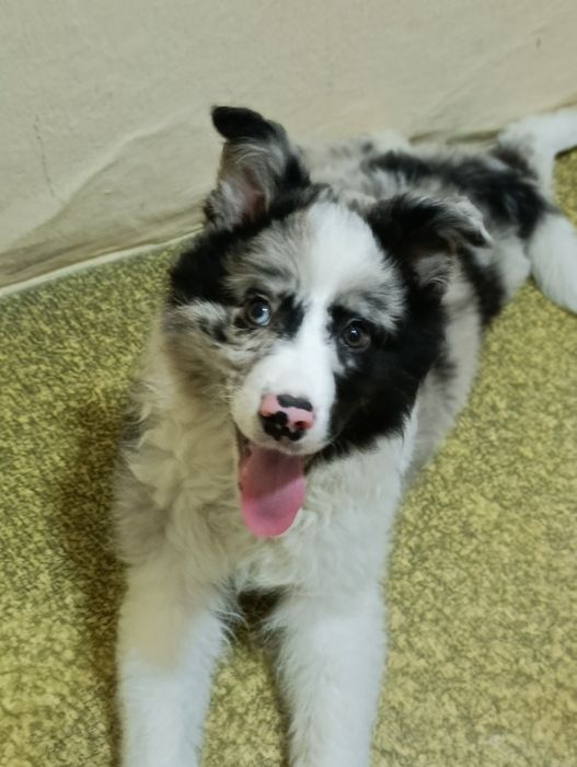 Продам щенка в добрые руки