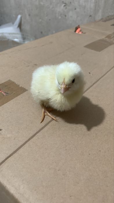 Серебристый Адлер жужалари сотилади