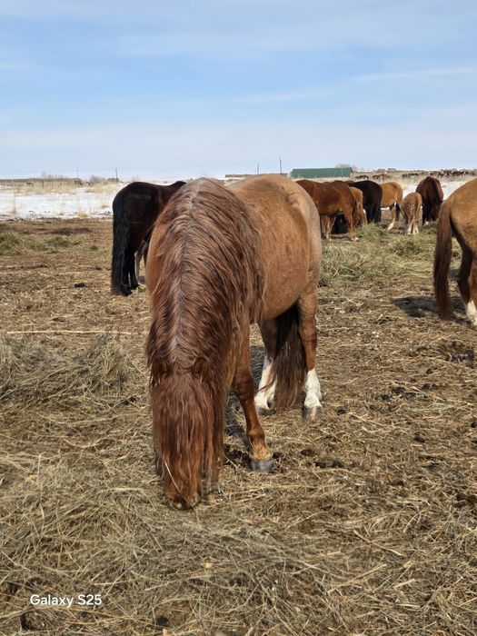 Жеребец ,Айгыр 6 лет