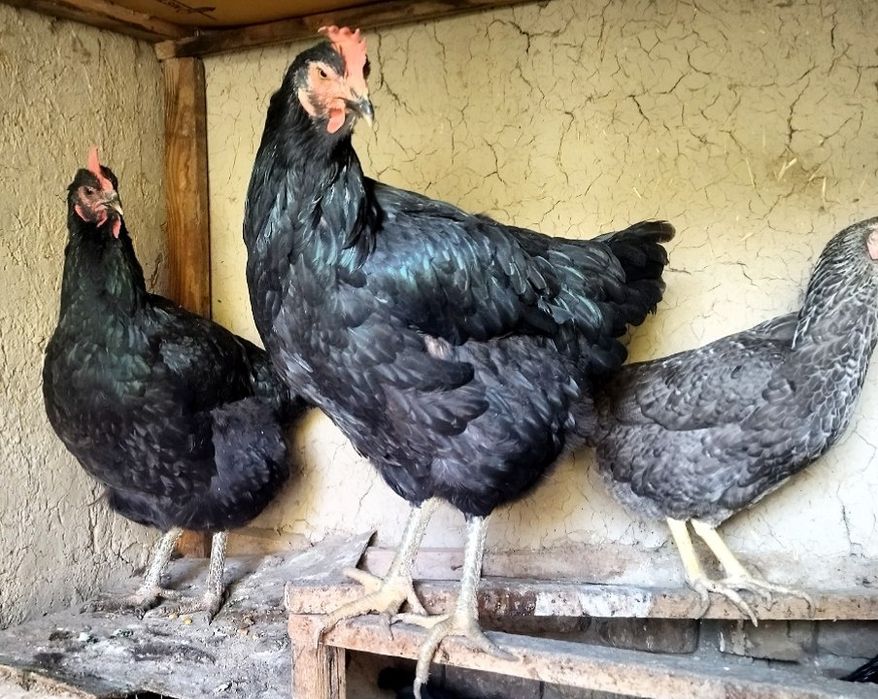 Гигант Кора Шахзода