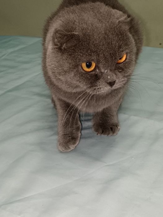 Lanati yosh uysizlar