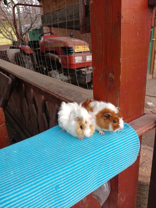 Pui de porcușori de Guineea frezati si cu parul drept