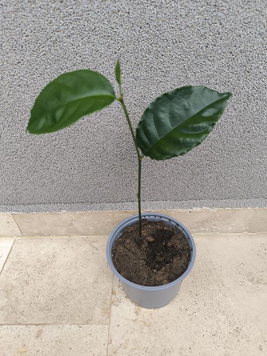 Vand Pomisori exotici Jackfruit