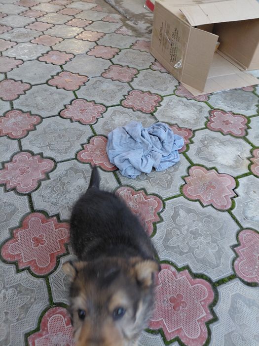 Званок мальчик пальчик