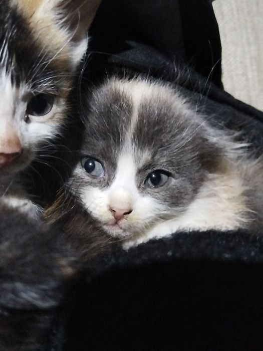 Продаю котёнка очень милова
