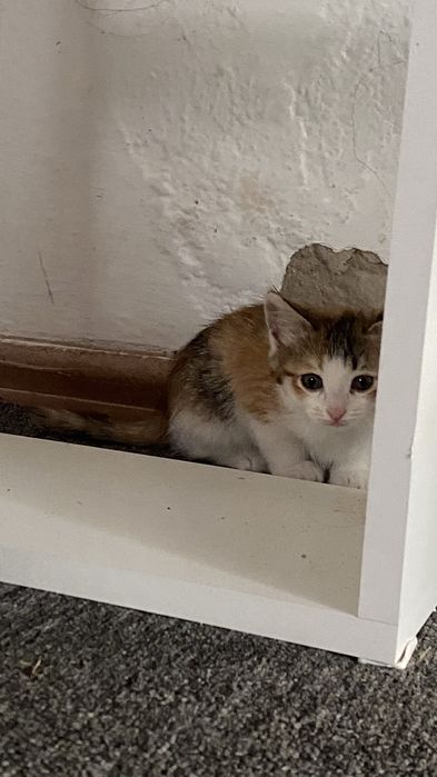 Отдам котенка девочку