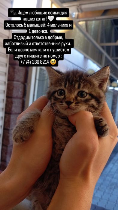 Котята в поисках любящей семьи
