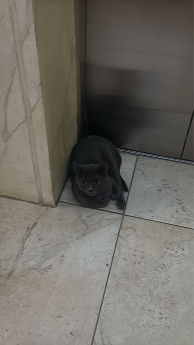 Отдам котенка в добрые руки