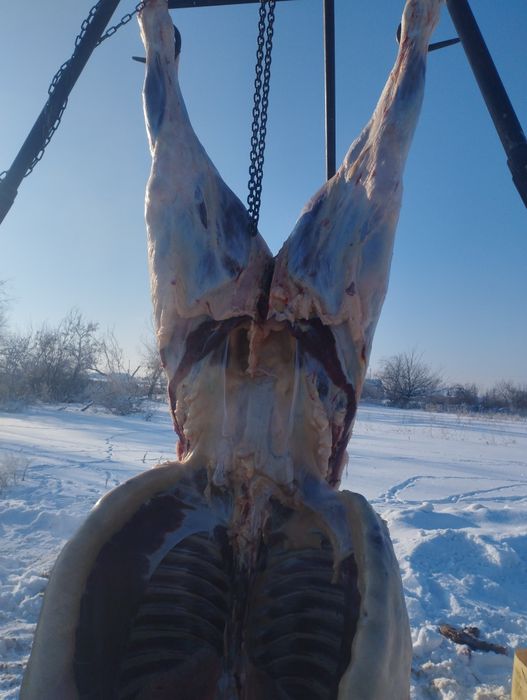 Конина с откорма