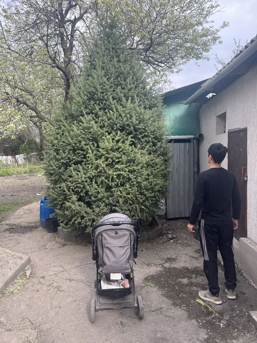 Продается ёлка. 4 метр