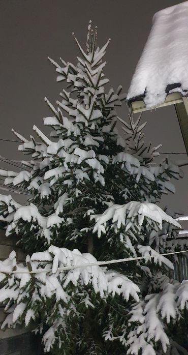 Ёлка Шырша 5-6м 2шт