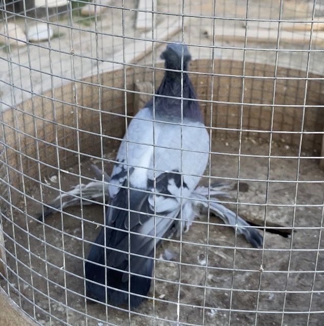 В продаже голубь сизый чубатый