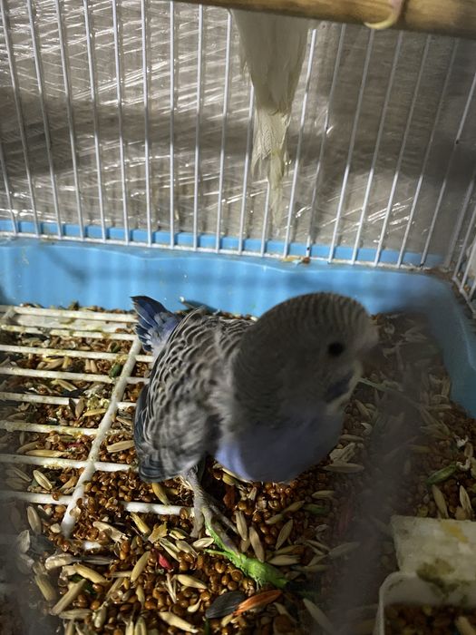 Valnisti to’tilar sotilad