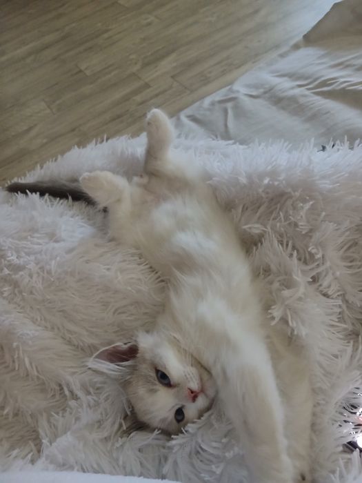 Отдам котёнка-мальчик