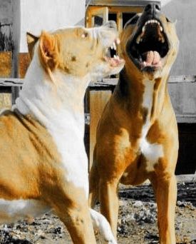 Щенок породы питбуль