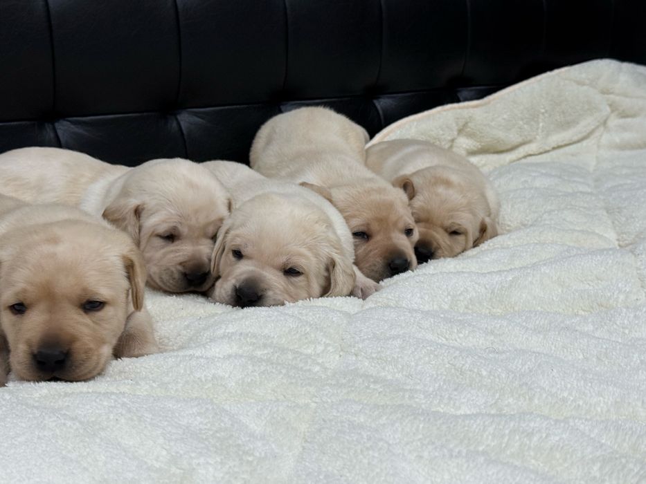 Чистокръвни Лабрадор Ретривар: