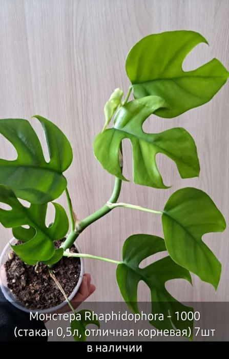 Цветы комнатные продам