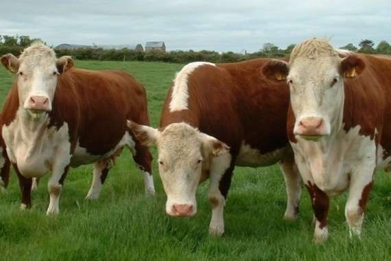 Буаз сиырлар аламыз