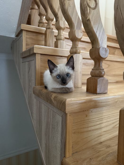 Сиамский котик мальчик