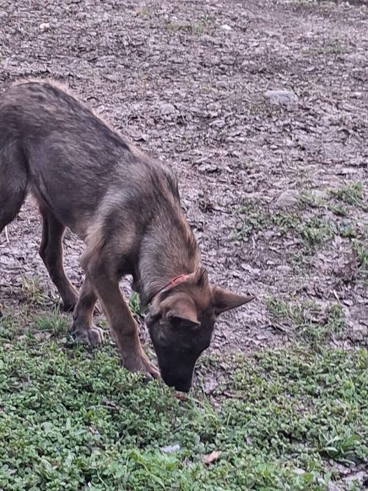 Бельгийская овчарка Малинуа