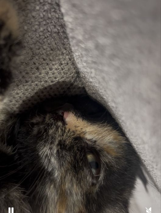 Котенок с необычным окрасом