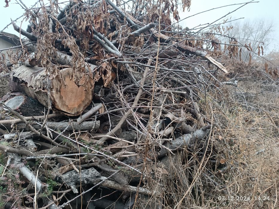 Ўтин, Дрова сотамиз мевали дарахтланики.