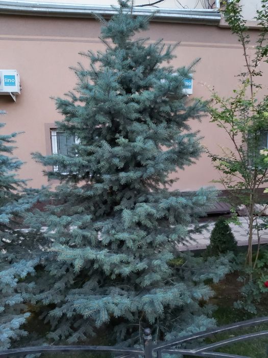 Ёлка Голубая Ель | Archa