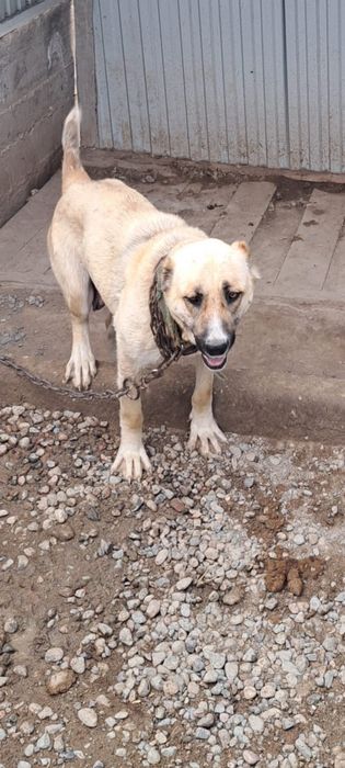 Щенки Алабая