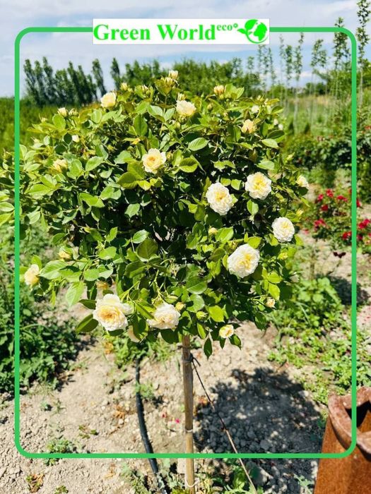 Shtamp atirguli- ko’zingizni quvontiradi.