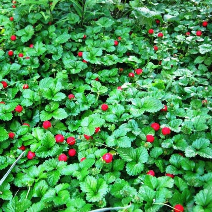 Цветы садовые многолетние