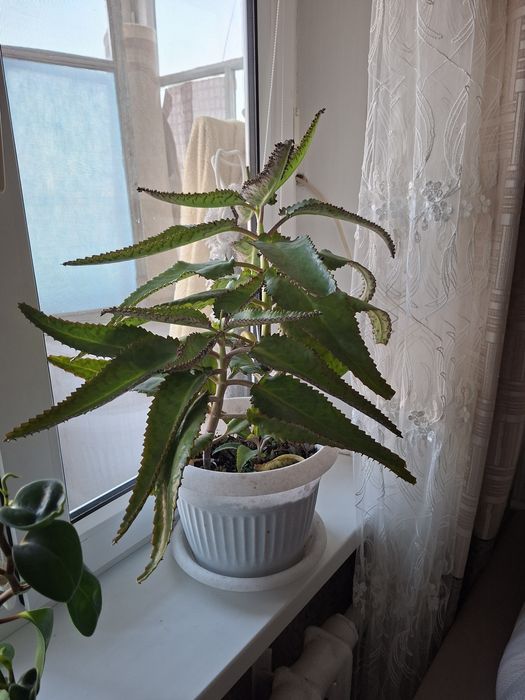 Каланхое-лечебный