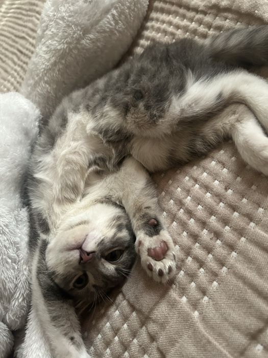 Шотланский вислоухий котенок