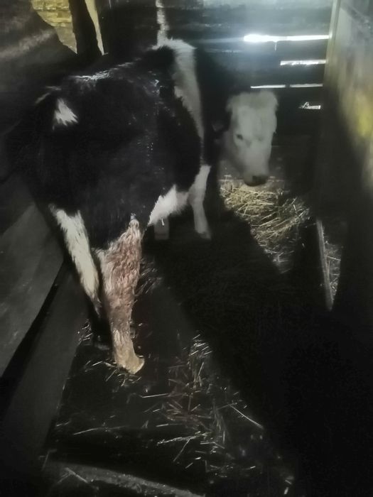 Vând vițele de rase diferite