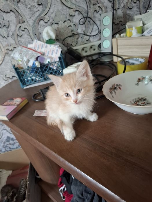 Котята бесплатно срочно
