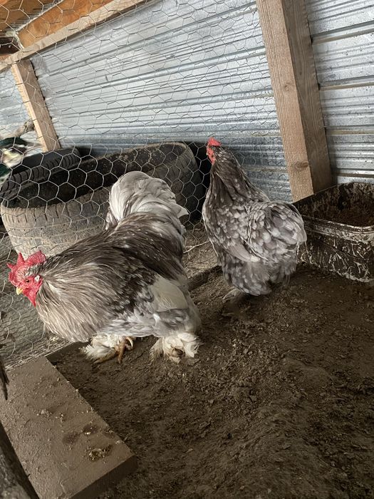 vând conchinchina pitic bobat