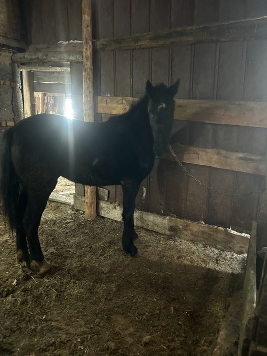 Продам кобылку 2х летка